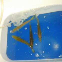 アジでイカ釣る